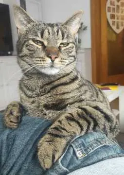 Leo, Bexbach
