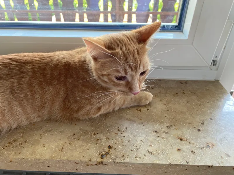 Lucy, Neuburg an der Donau
