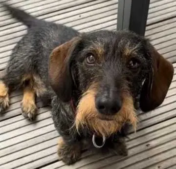 Enzo, Herford