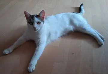 Annabelle, Schwandorf