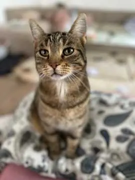 Findus, Templin
