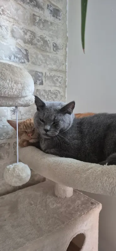 Illy und Lee, Südstadt