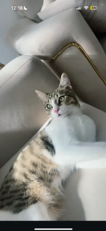 Simba, Linden