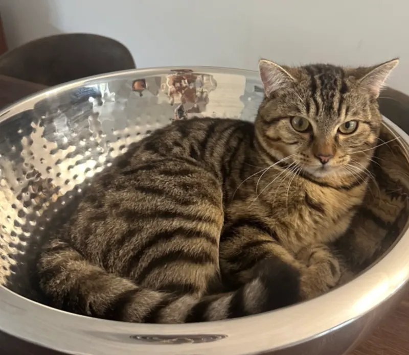 Zuzu, Misburg