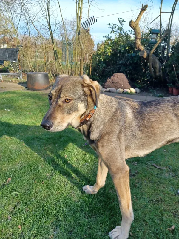 Cara, Misburg