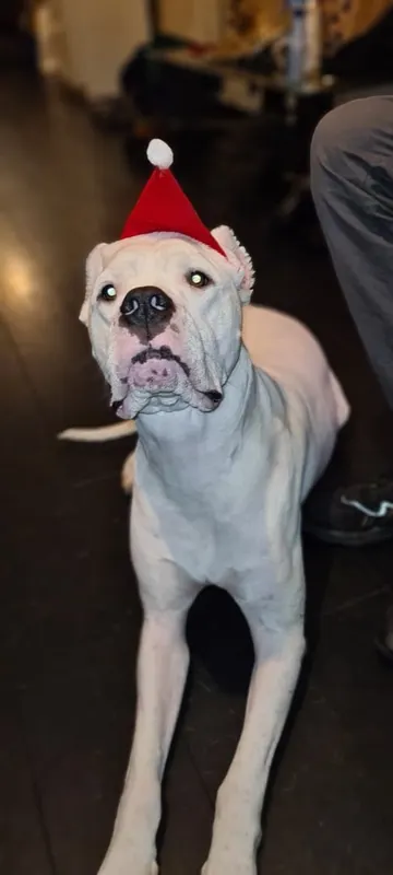 Messi, Bothfeld