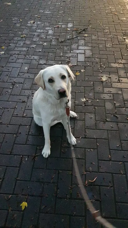 Daisy, Nordstadt