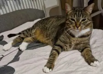 Nala, Vaihingen an der Enz