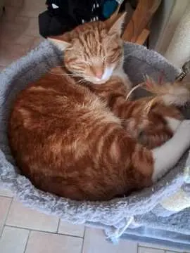 Max, Dettenheim