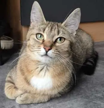 Mila, Grünkraut