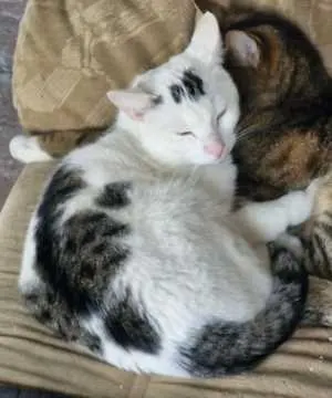 Loki, Versmold