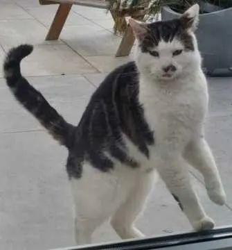 Mau, Döbeln
