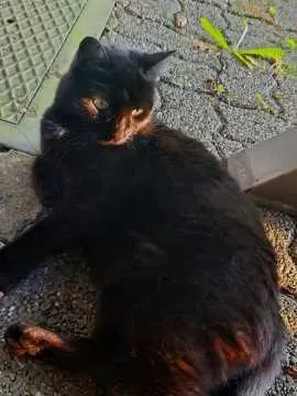 Molly, Velbert