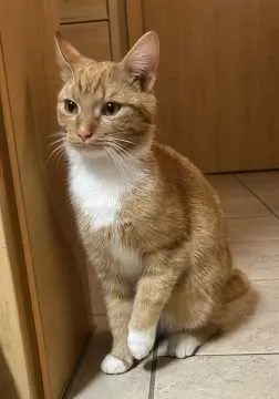 Krümel, Nobitz