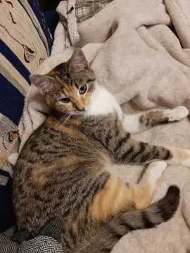 Wilma, Dresden