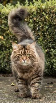 Gandalf, Rastede
