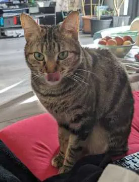 Minty, Rodgau