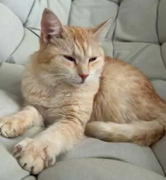 Lilli, Zossen