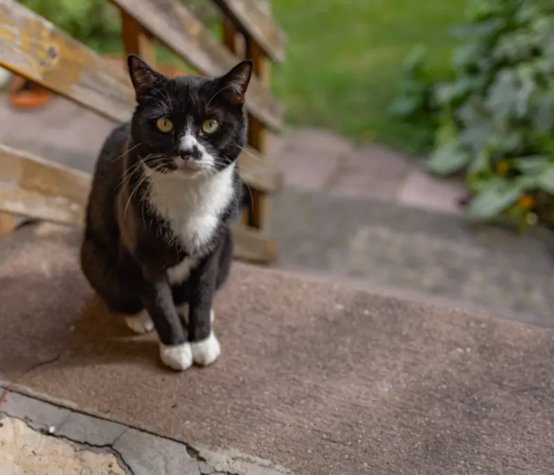 Oreo, Offenburg