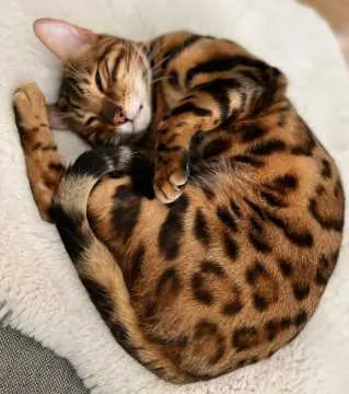 Simba, Michelau i.OFr.