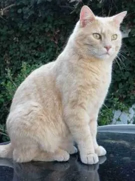 Habibi, Lindau (Bodensee)