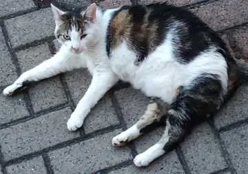 Lisa, Sonneberg