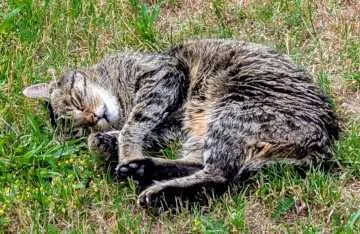 Gizmo, Langensendelbach