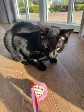 Pablo, Schwanewede