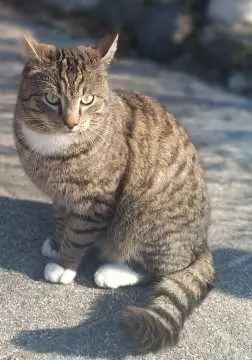 Spikie, Sehnde