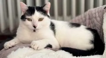 Lizzy, Alfeld (Leine)