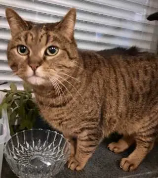 Tiger, Sundern (Sauerland)