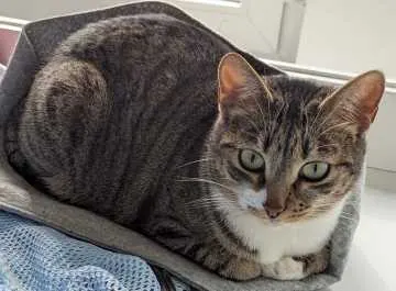 Mila, Rehfelde