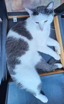 Simba, Möhrendorf