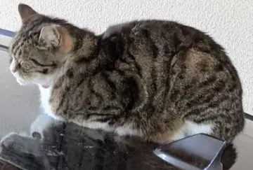 Maxi, Schrobenhausen